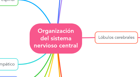 Mind Map: Organización del sistema nervioso central