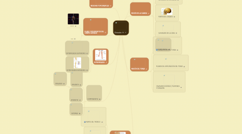 Mind Map: División