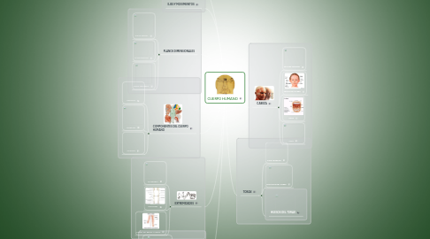 Mind Map: CUERPO HUMANO