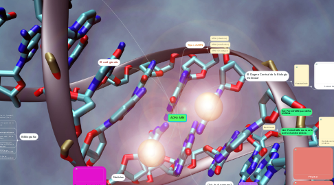 Mind Map: ADN i ARN