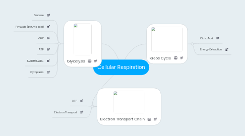 Mind Map: Cellular Respiration