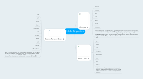 Mind Map: Cellular Respiration