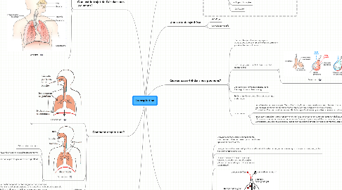 Mind Map: La respiration