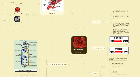 Mind Map: La circulation du sang