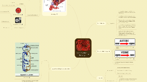 Mind Map: La circulation  du sang