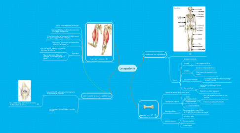 Mind Map: Le squelette