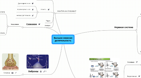 Mind Map: Высшая нервная делятельность