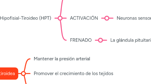 Mind Map: Sistema Endocrino