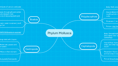 Mind Map: Phylum Mollusca