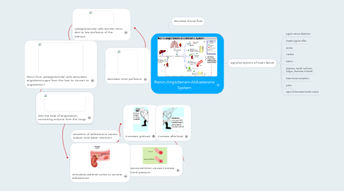 Mind Map: Renin-Angiotensin-Aldosterone System