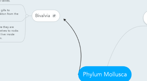 Mind Map: Phylum Mollusca