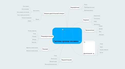 Mind Map: Системы органов человека