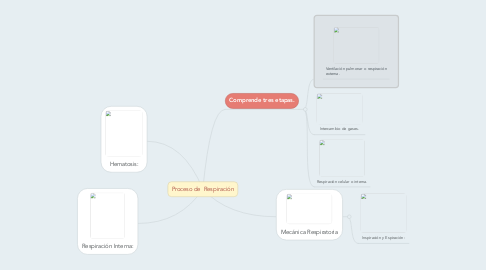 Mind Map: Proceso de  Respiración