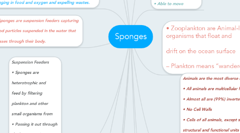 Mind Map: Sponges