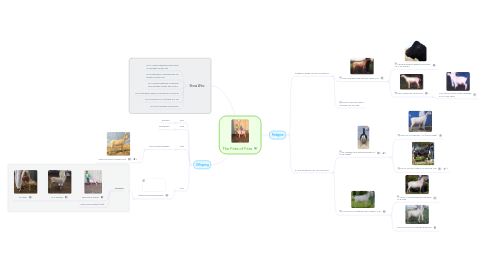 Mind Map: The Feta of Fera