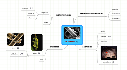 Mind Map: le cheveu