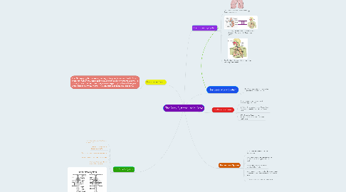 Mind Map: The Body Systems Joel's Copy