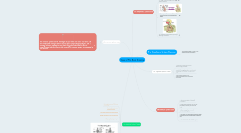 Mind Map: Copy of The Body Systems