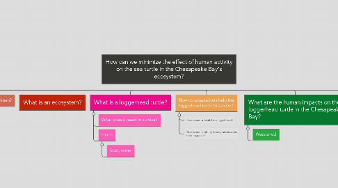 Mind Map: How can we minimize the effect of human activity on the sea turtle in the Chesapeake Bay's ecosystem?