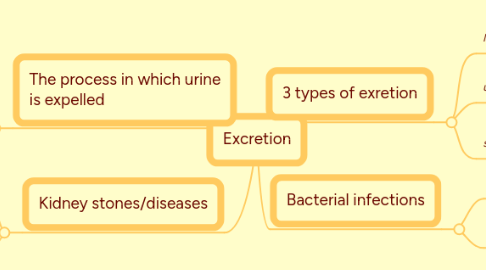 Mind Map: Excretion