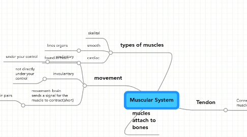 Mind Map: Muscular System