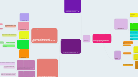 Mind Map: Endocrinologia del Hipotálamo, Hipófisis y Pineal.