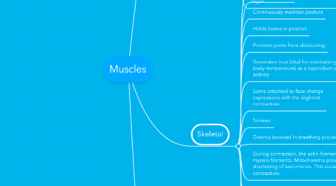 Mind Map: Muscles