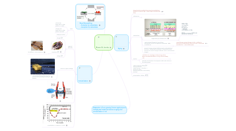 Mind Map: Bone & Jonits