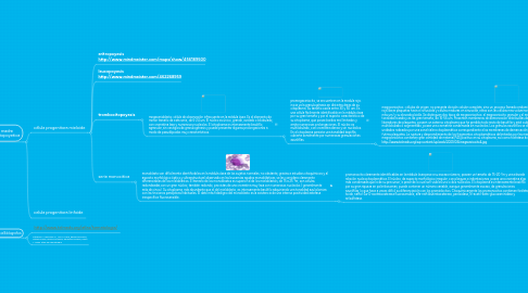 Mind Map: HEMATOPOYESIS