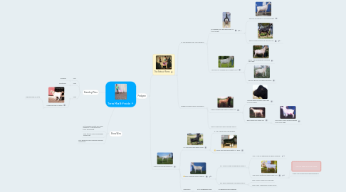 Mind Map: Terra Mia B-Freida