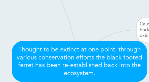 Mind Map: Thought to be extinct at one point, through various conservation efforts the black footed ferret has been re-established back into the ecosystem.