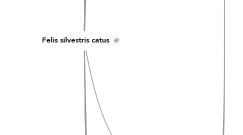 Mind Map: Felis silvestris catus
