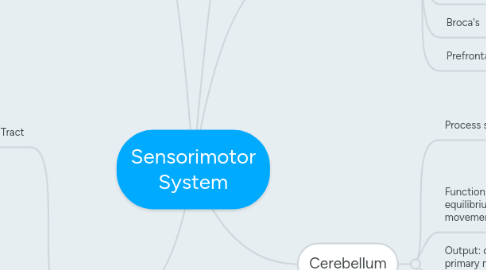 Mind Map: Sensorimotor System