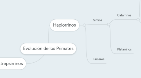 Mind Map: Evolución de los Primates