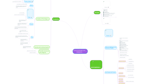 Mind Map: EVOLUCIÓN DE LOS PRIMATES