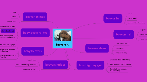 Mind Map: Beavers