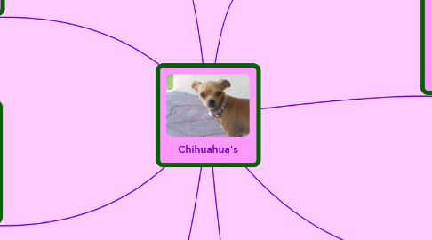 Mind Map: Chihuahua's
