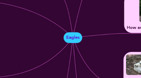 Mind Map: Eagles