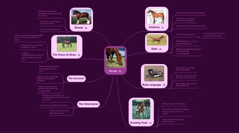 Mind Map: Horses