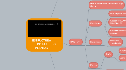 Mind Map: ESTRUCTURA  DE LAS PLANTAS