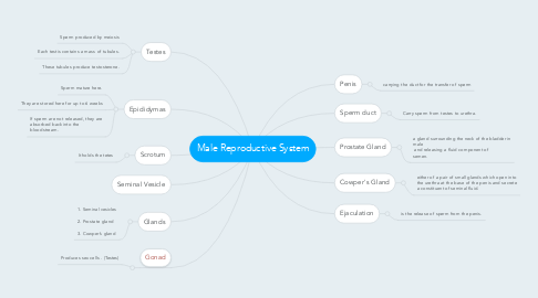 Mind Map: Male Reproductive System