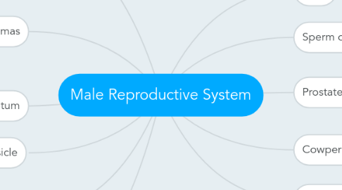 Mind Map: Male Reproductive System