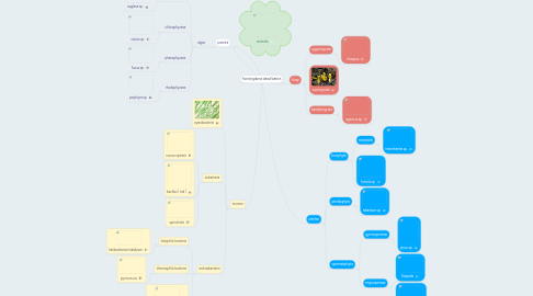 Mind Map: five kingdoms classification