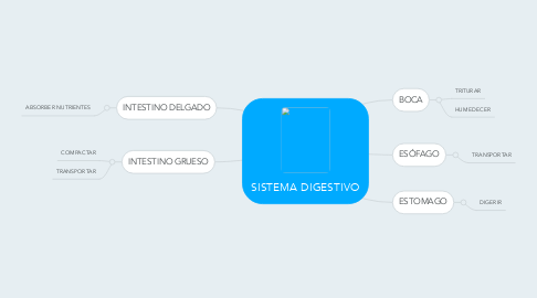 Mind Map: SISTEMA DIGESTIVO