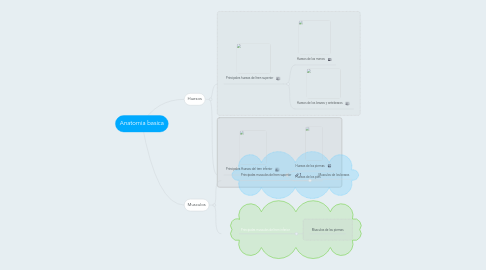 Mind Map: Anatomia basica