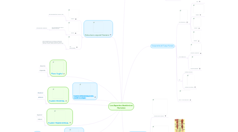 Mind Map: Los Aspectos Anatómicos Humanos