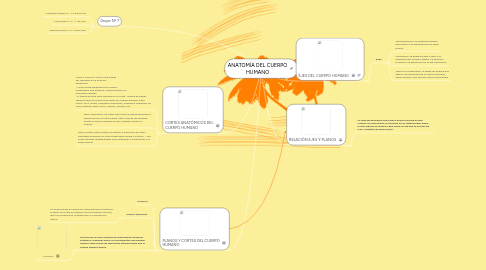 Mind Map: ANATOMÍA DEL CUERPO HUMANO