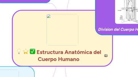 Mind Map: Estructura Anatómica del Cuerpo Humano