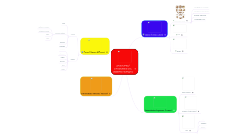 Mind Map: ANATOMIA/ DIVISIONES DEL CUERPO HUMANO