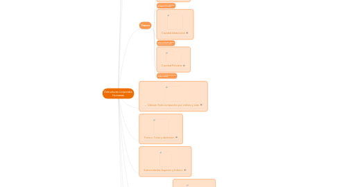 Mind Map: Estructuras Corporales Humanas